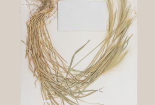 foxtail barley botanical specimen