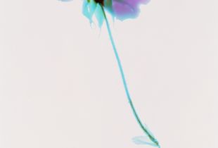 ROSE from the series In My Courtyard