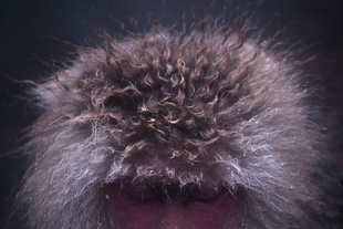 Snow Monkey-07