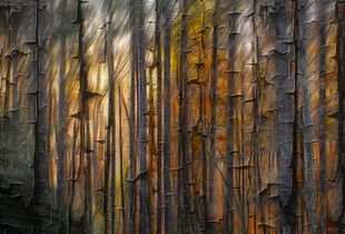 Bark on the Trees