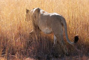 Lion's Veil
