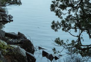 Lakeside Look Through the Cedars