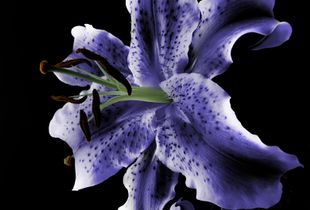 Floral 01