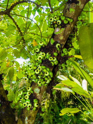 Ficus superba + Nazar Boncuğu (evil eye bead)