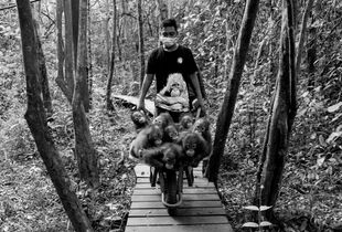 THE AFTERNOON RIDE