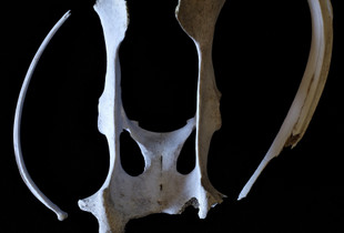 Nature Morte # 5 (Samauri)