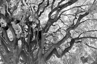 Kids in Tree, Turino