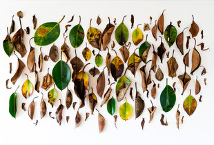 Full Cycle.  Part of the series "Nature morte-vivante". 2022.