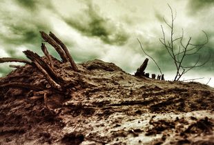 Planting 1