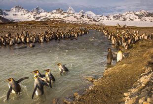 In Line for  A Swim