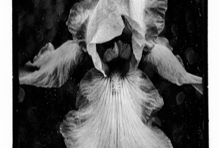 Floralis Erotica I