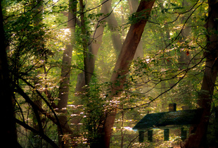 This Old House in the Early Morning Forest
