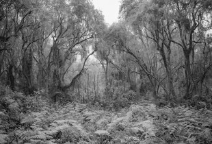 Changing Forest