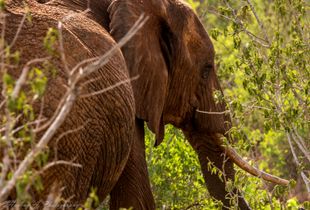 Elephant