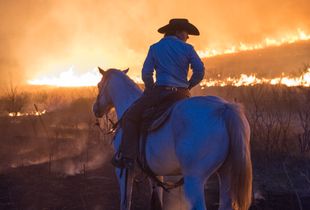 Horse on Fire