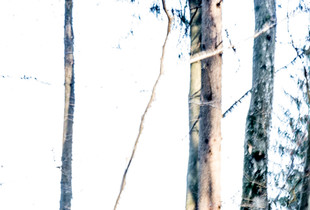 wood-light