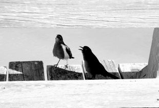 Kure Beach 16