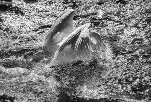 Not Swanly Always