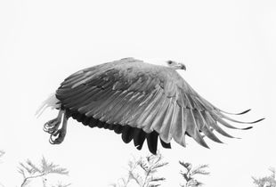 Fish Eagle, Queen Elizabeth N. P.
