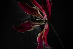 SmokeyFlowers