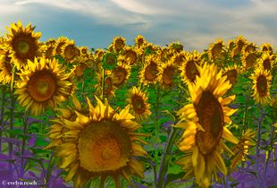 Follow the sun