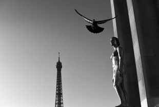 Free To Soar Amongst All The City of Lights Has To Offer