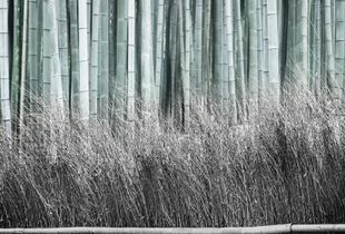 Bamboo