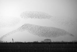 The art of flying