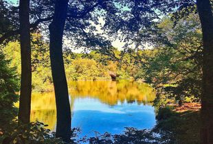 Central Park View