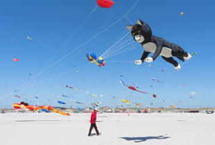 All guests most be approved by the cat!
