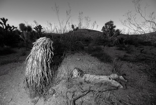Yucca People No. 1