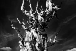 Methuselah's Torments