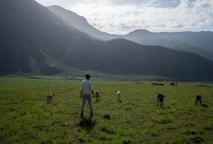 The Shepherd