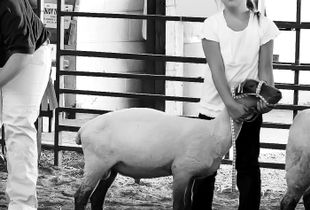 Showing a Sheep at the County Fair