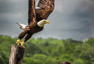 Taking Flight