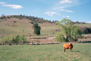 Bos primigenius, Domestic Cattle © Murray Watson