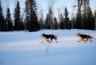 Brisk Morning Trot