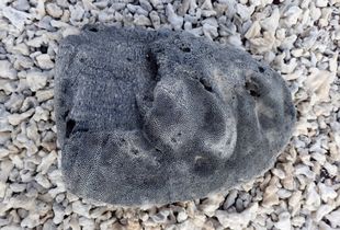 Coral on the Beach in the Galapagos