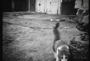 © elena.sh