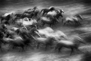 Herd