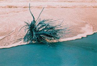 Nature's Sculpture [1]