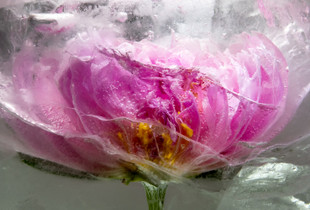 Peony (Color Version)