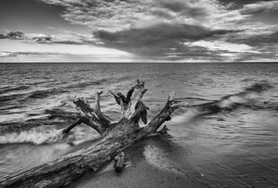 Driftwood