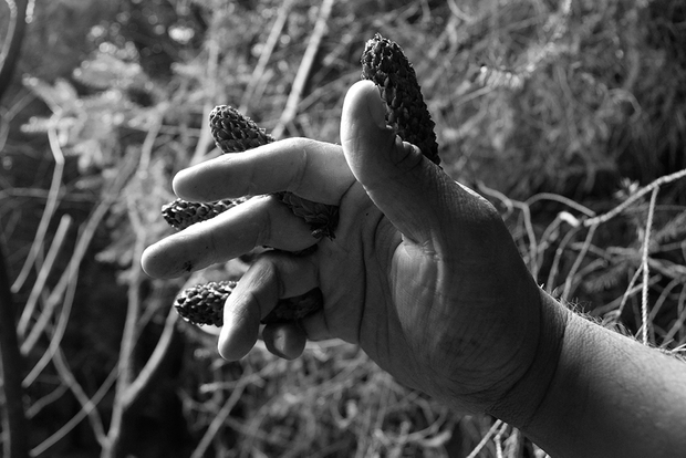 Metamorphosis