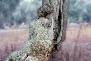 01 The Dance of the Olive Trees.