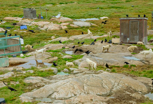 Untitled Greenland I (Sled Dog Colony with Crows) 2022