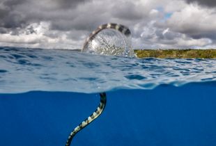 Niue Banded Sea Krait
