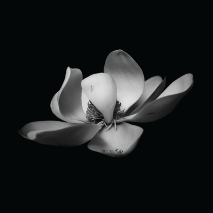 Southern Magnolia