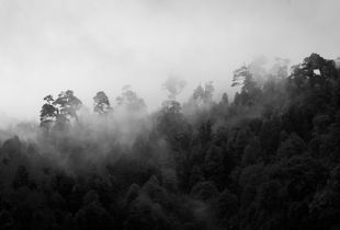 Bosque de Huilo Huilo