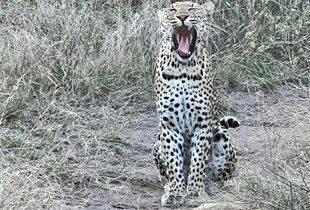 South Africa Photo Safari:2023